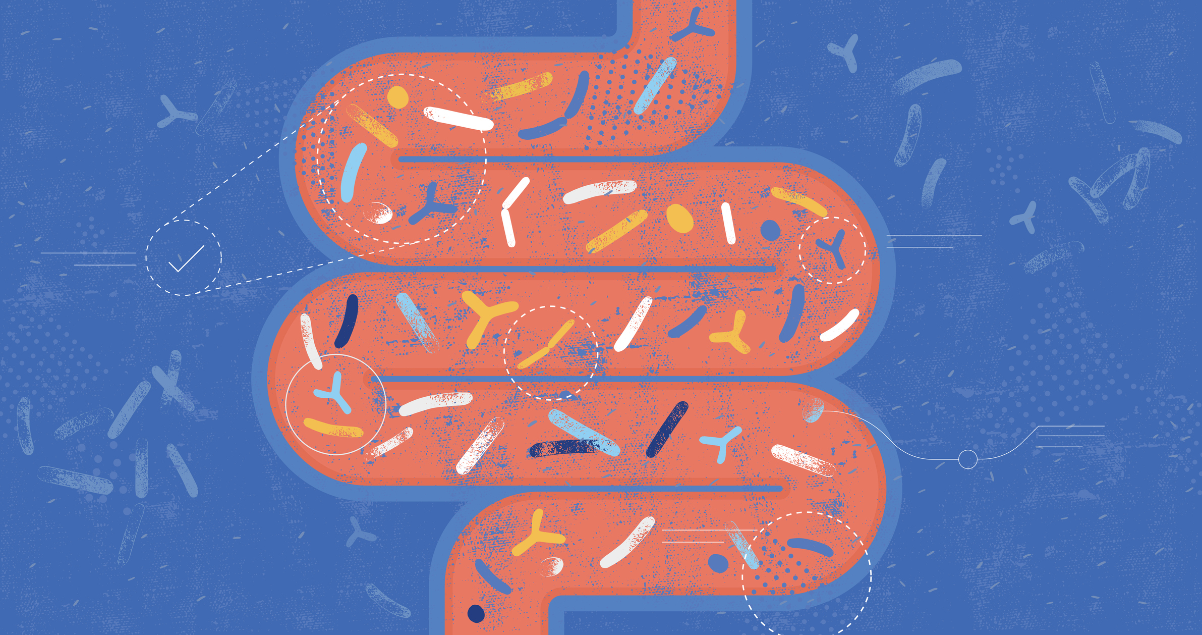 Gut microbiome illustration